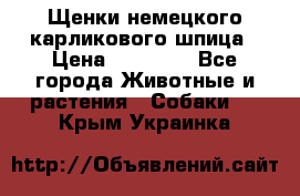 Щенки немецкого карликового шпица › Цена ­ 20 000 - Все города Животные и растения » Собаки   . Крым,Украинка